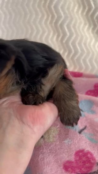 AKC female traditional Yorkshire Terrier , Miss Pink in Lexington, North Carolina