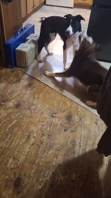 black and white lab/border collie mix 1.5 years old in Dubuque, Iowa