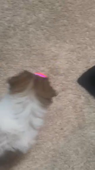 Boy Puppy in Concord, North Carolina