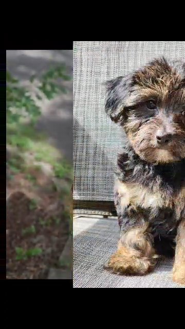 teacup Yorkiepoo in Ocala, Florida