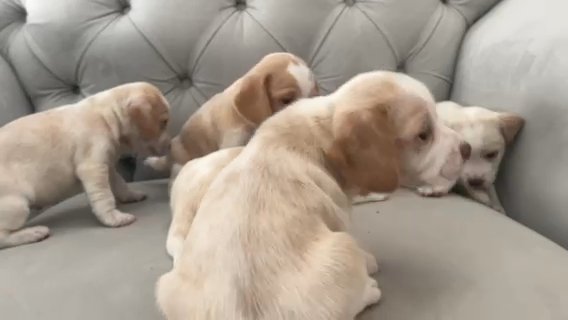 Lemon Beagle pups in Las Vegas, Nevada