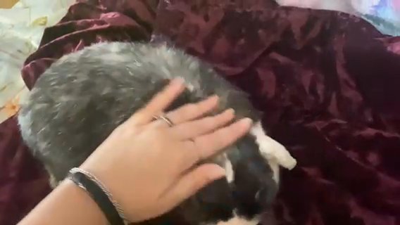 Pedigree Holland Lop in Greeneville, Tennessee