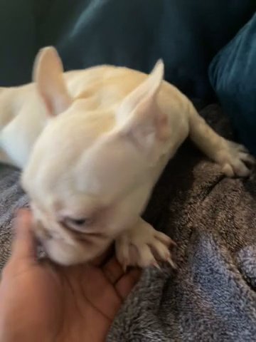 Platinum AKC  Merle Female Frenchie in Las Vegas, Nevada