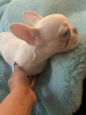 Akc Platinum Merle Male Frenchie in Las Vegas, Nevada
