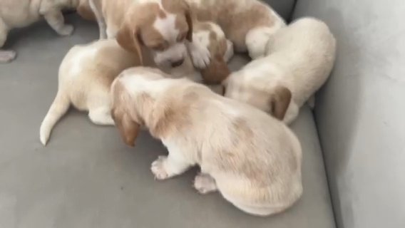 Lemon beagle pups in Las Vegas, Nevada