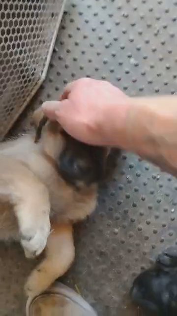 puppies available in Grants Pass, Oregon