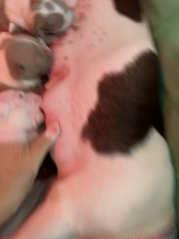 Micro Bullies in Washington, District of Columbia