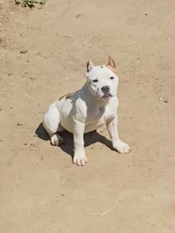 Pearl ABKC american bully in Washington, District of Columbia