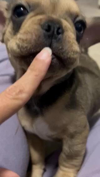 French Bulldog in Vero Beach, Florida