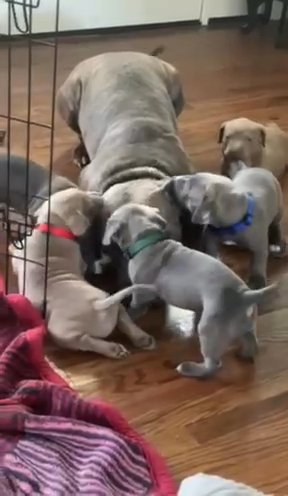 Am Staff Puppies in Brentwood, New York