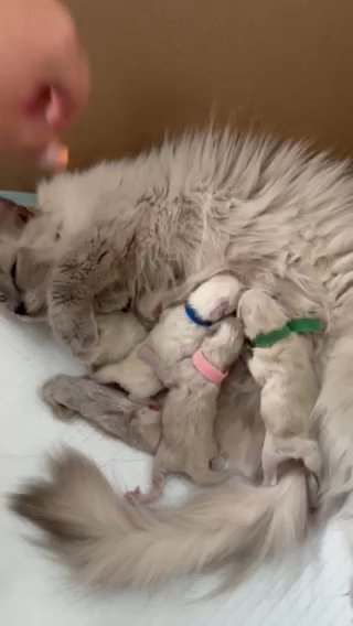 Ragdoll!! in Dallas, Texas