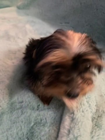 Mr Teddy Blue Yorkie Merle in Henderson, Nevada
