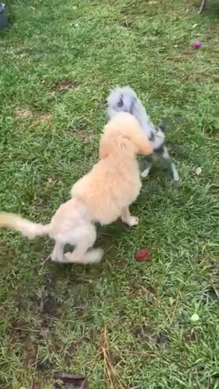 apricot small standard poodle in Pensacola, Florida