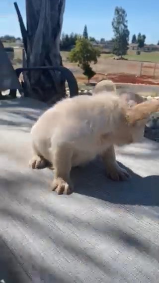 Fluffies Available in Fresno, California