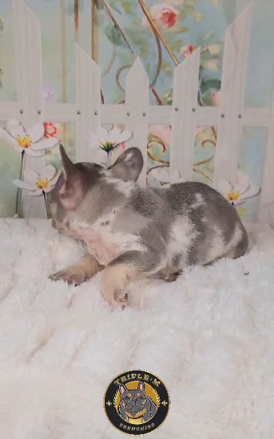 Lilac & Tan Merle Male in Baton Rouge, Louisiana