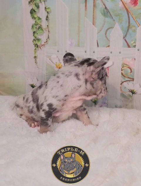 Blue & Tan Merle Big Rope Female in Baton Rouge, Louisiana