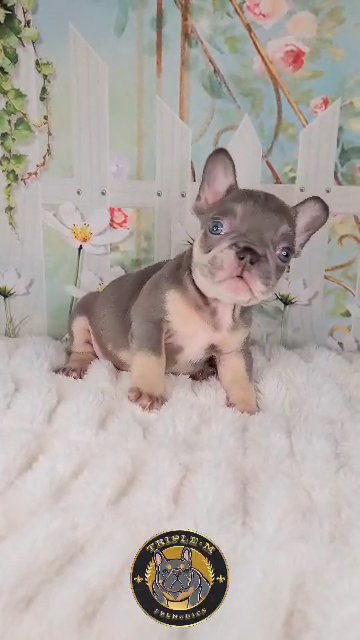 Lilac & Tan Male in Baton Rouge, Louisiana