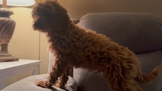 Mini Goldendoodle in Cambridge, Maryland