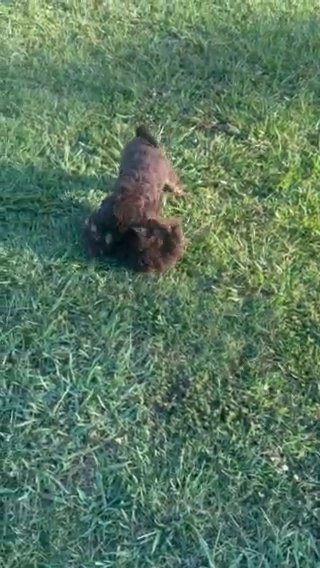 ?4th Of July Special??? Standard Male GoldenDoodle-Green Collar in Searcy, Arkansas