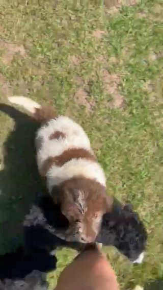 BerneDoodle - Gauge in Harrisburg, Pennsylvania