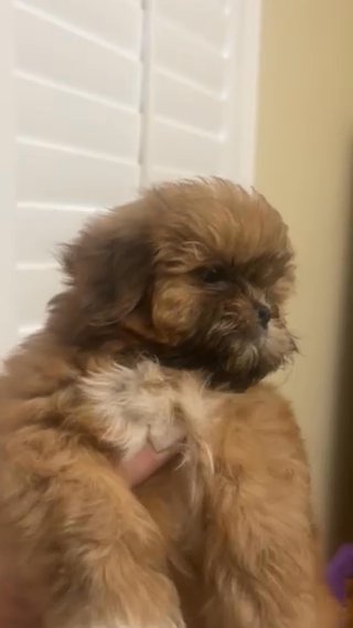 Shih Tzu Nap in Orlando, Florida