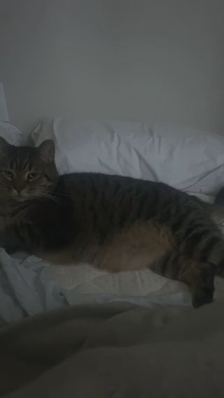 Tabby Cat in Virginia Beach, Virginia