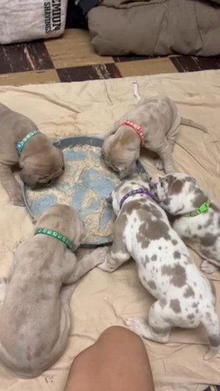 Blue Fawn Great Dane Male in Fort Madison, Iowa