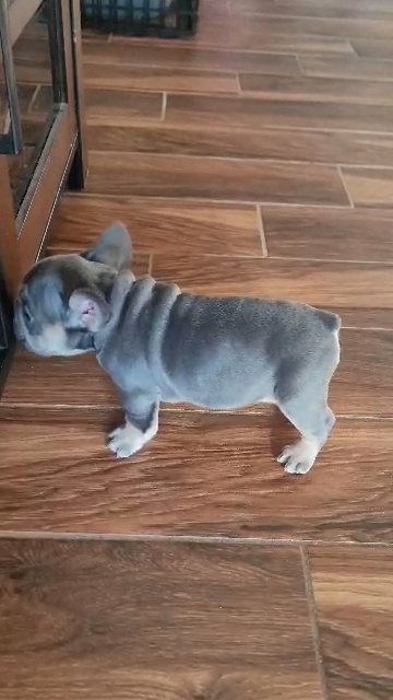 Blue & Tan Big Rope Female in Baton Rouge, Louisiana