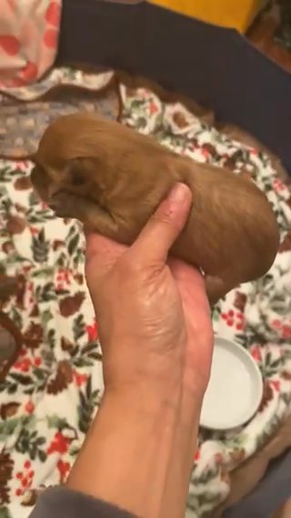 Blond Yorkiepoo Male Reduced To $500 in Snellville, Georgia