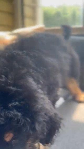 BerneDoodle Girl - Rotty in Harrisburg, Pennsylvania