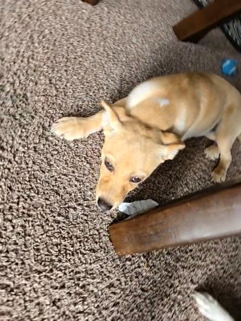 6 month old pomchi in Columbus, Ohio