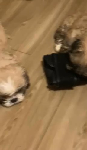 Shihtzu Puppies in Columbia, South Carolina