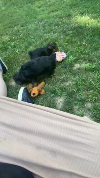 Yorkie Puppies in Euclid, Ohio