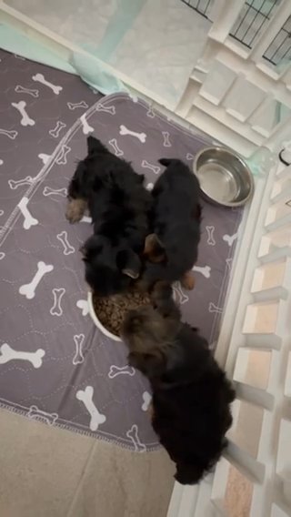 Yorkie Puppies in Orlando, Florida