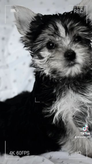 Yorkie Boys! in College Station, Texas