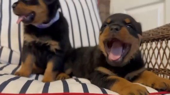 Rottweiler Puppies! in Cape Coral, Florida