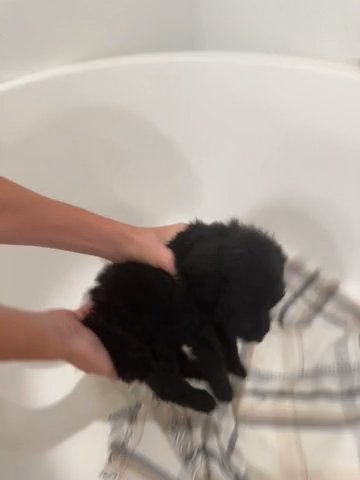 SOLD Black Female Goldendoodle in Hammond, Louisiana