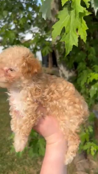 Sailor~TINY Male Toy Poodle in Lexington-Fayette, Kentucky