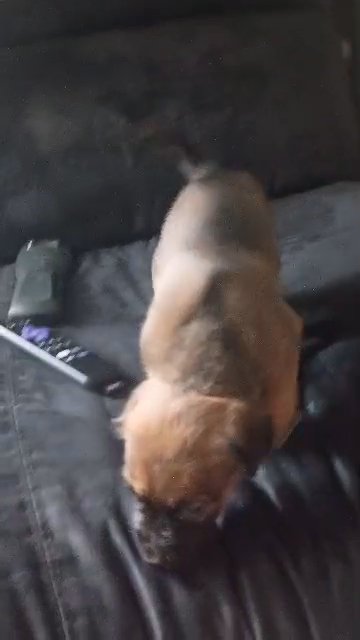 German Shepherd/Chow Chow & Bully/Lab Mix in Virginia Beach, Virginia