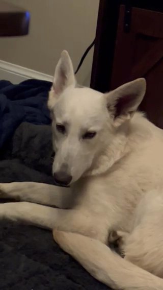 Winter-White German Shepherd in Martinsburg, West Virginia
