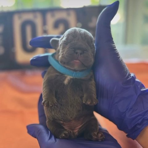 Blue Lilac French Bulldogs in San Francisco, California
