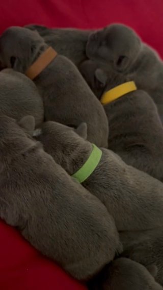 Blue Lilac French Bulldogs in San Francisco, California