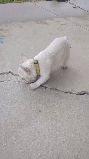 Kiki in Goshen, Indiana