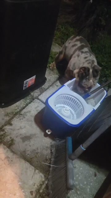 Fluffy Carrier mini English bulldogs in Lakeland, Florida
