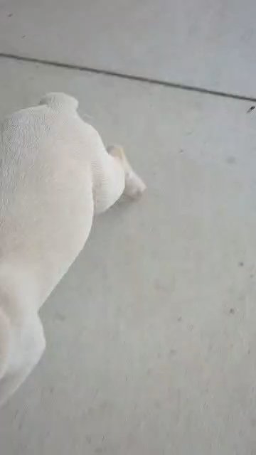 Kali in Goshen, Indiana