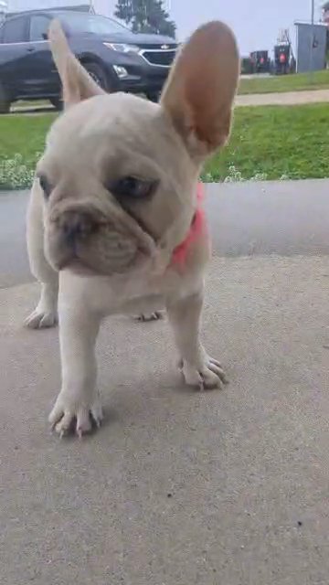 Kona in Goshen, Indiana