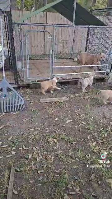 pups ready for you in Slidell, Louisiana