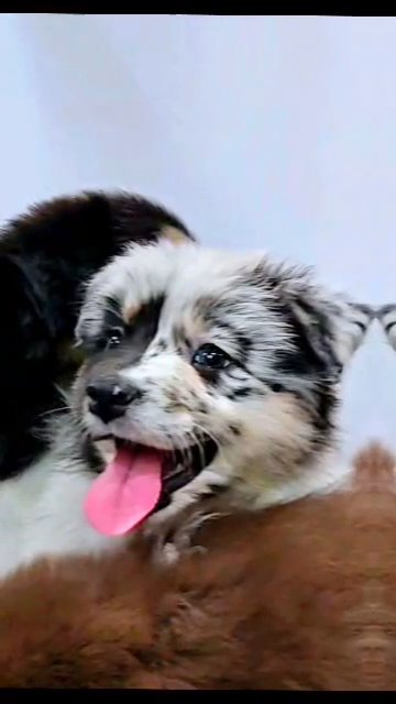 AKC male Australian Shepherd in Phoenix, Arizona