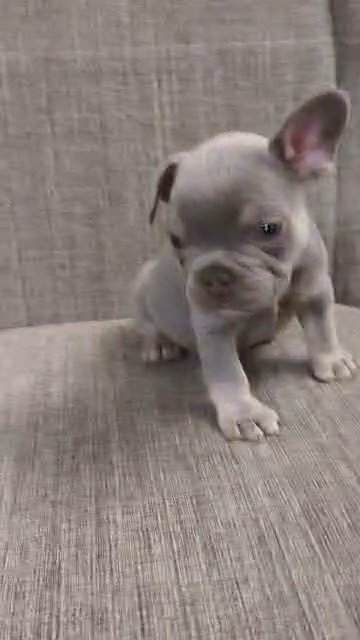 8 week old male lilac and tan in Baton Rouge, Louisiana