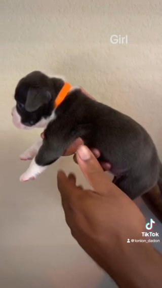 American pocket Bullies in Denton, Texas